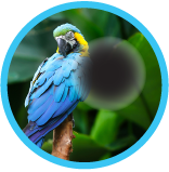 Age-Related<br class='hidden-xs hidden-sm'/> Macular<br class='hidden-md hidden-xs hidden-sm'/> Degeneration