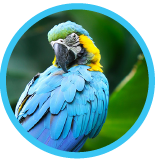 Retina<br class='hidden-md hidden-xs hidden-sm'/> Detachment