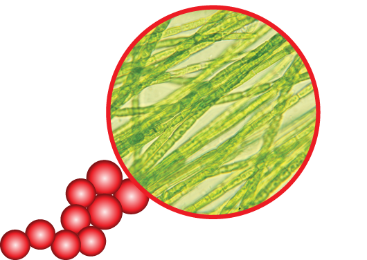 AFA (Aphanizomenon flos-aquae)